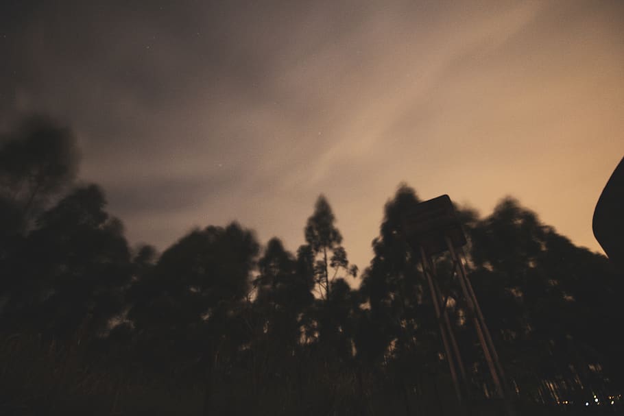 trees under gray clouds, municipal observatory of campinas jean nicolini HD wallpaper