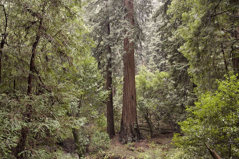 green trees during daytime, plant, forest, land, growth, tree trunk HD wallpaper