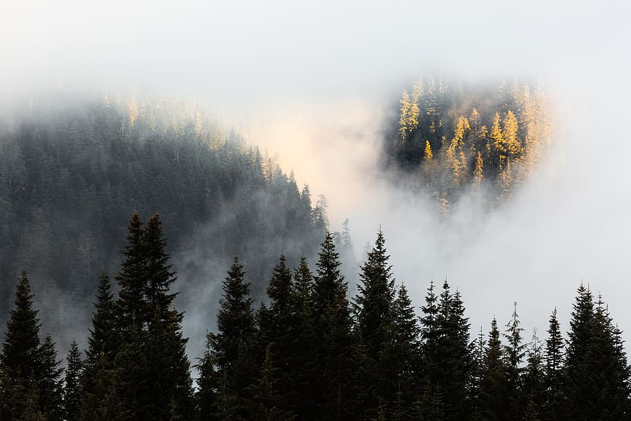 trees near mountains, plant, fir, abies, conifer, nature, hyak HD wallpaper