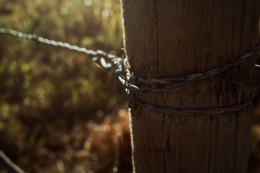 black cable, wire, barbed wire, fence, rust, tree stump, spider web HD wallpaper