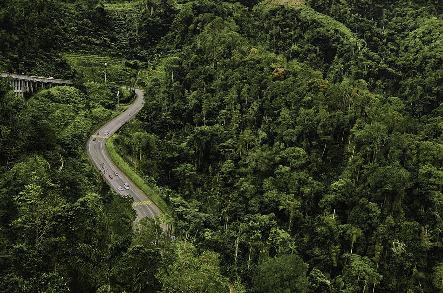 aerial view photography of road between trees, forest, vegetation, HD wallpaper