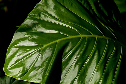 leaf, green, rain forest, wild, wet, native lily, cunjevoi HD wallpaper