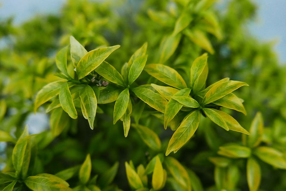 Selective Focus Photography of Green Leafs, bright, close-up HD wallpaper