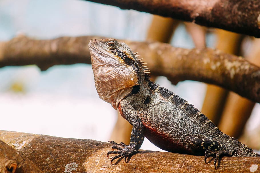 gray and brown bearded dragon, animal themes, one animal, animal wildlife HD wallpaper