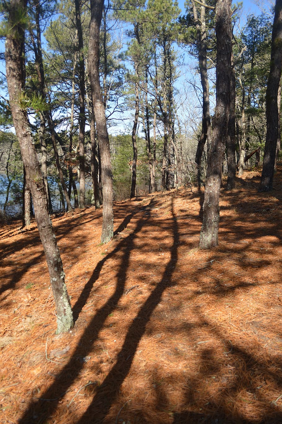 united states, cotuit, eagle pond, cape cod, trees, shadow HD wallpaper