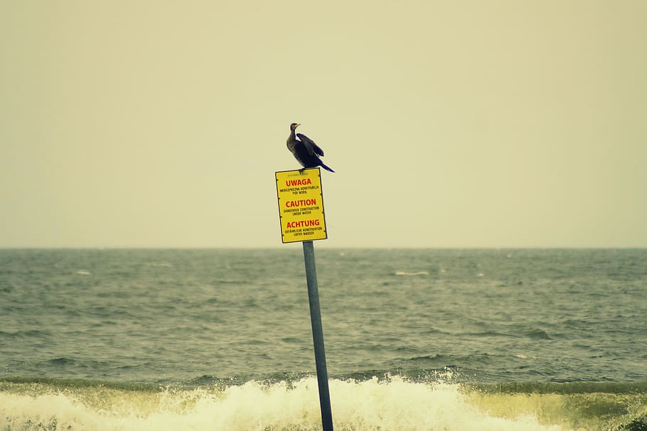shield, attention, note, warning, risk, bird, sea, wave, baltic sea HD wallpaper