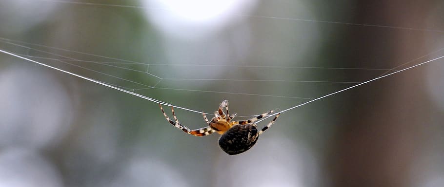 spider, cobweb, hotel, figure, in the fall, cobwebs, macro HD wallpaper