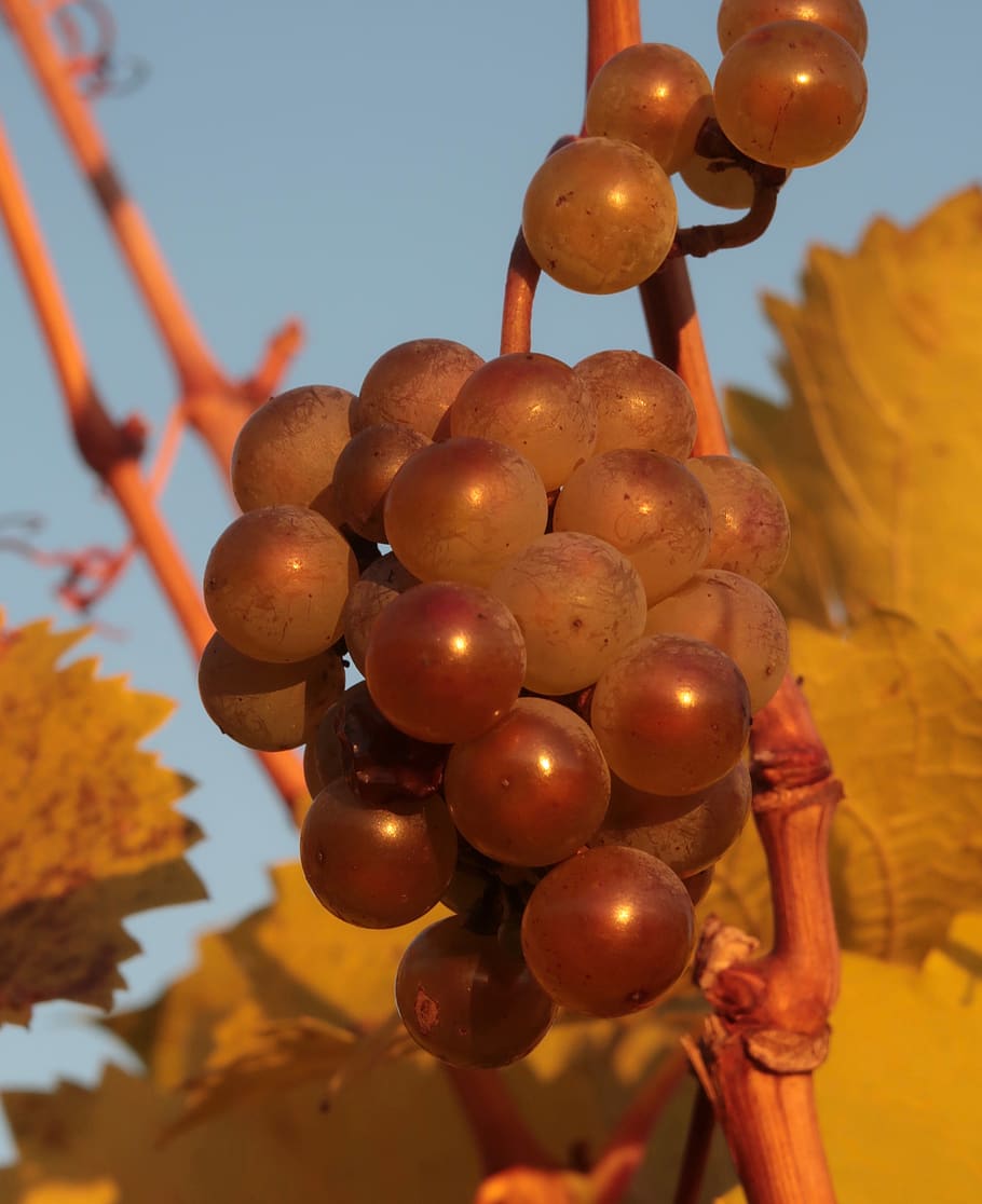 grapes, autumn, fruit, ripe, vine, grapevine, winegrowing, wine harvest HD wallpaper