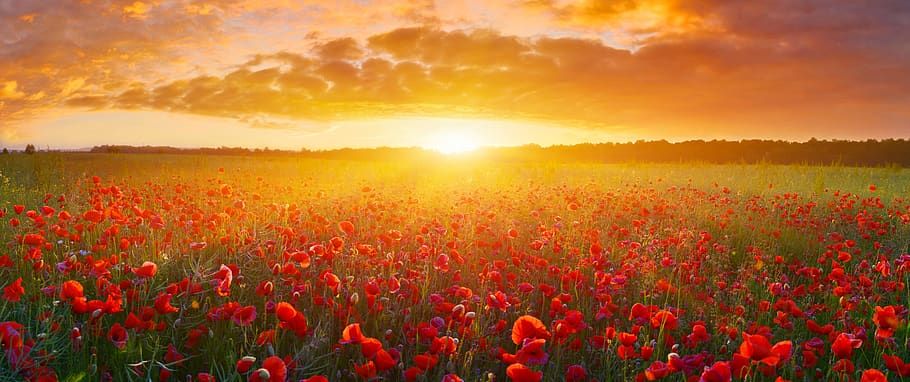 flowers, sunset, clouds, evening, in the summer of, sky, the picturesque HD wallpaper