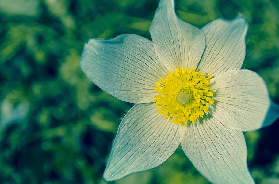 White and Yellow Flower during Daytime, bloom, blossom, close-up HD wallpaper
