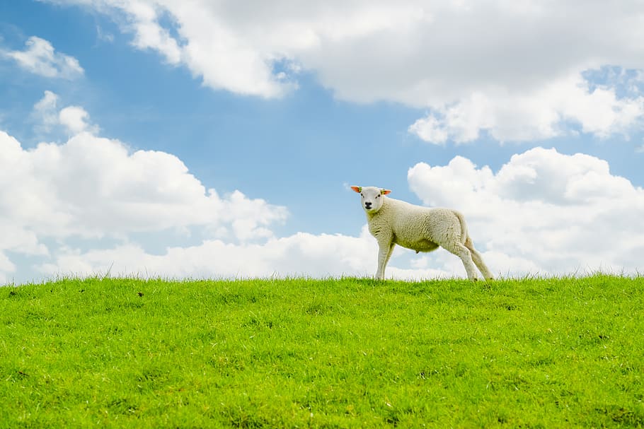 lamb, sheep, hill, dike, green, blue, animal, farm, livestock HD wallpaper