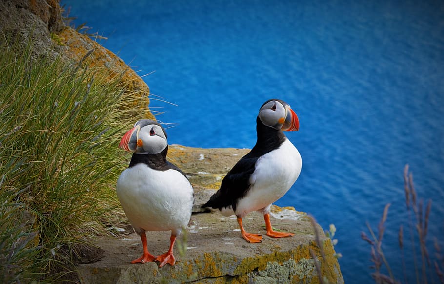 two birds perching on cliff, animal themes, animals in the wild HD wallpaper