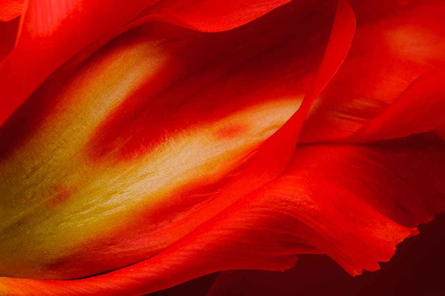 tulip, flower, macro, red, tulipan, kwiat, backgrounds, full frame, HD wallpaper