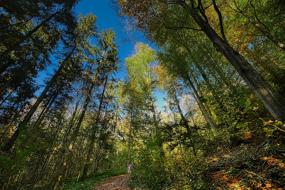 forest, sky, perspective, nature, landscape, trees, wilderness HD wallpaper