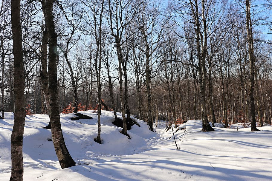 winter, snow, forest, nature, trees, snowy, cold temperature HD wallpaper