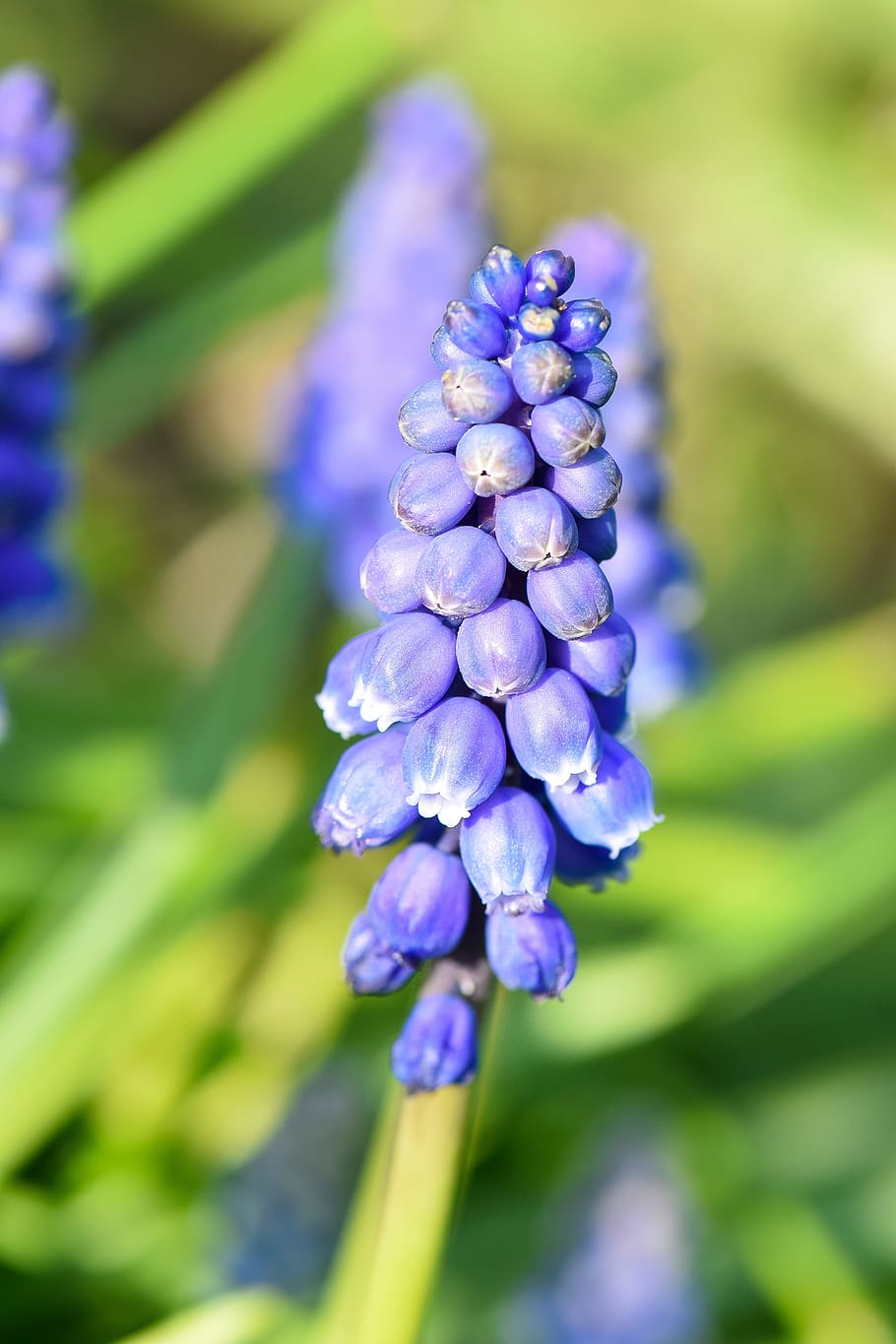 muscari, spring, garden, bloom, flower, blue, blossom, bell HD wallpaper