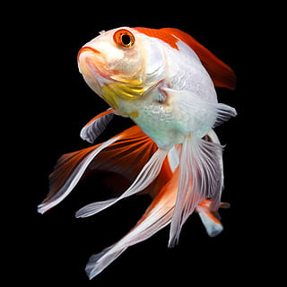 fish, black, beautiful, fighting, betta, isolated, animal, white HD wallpaper