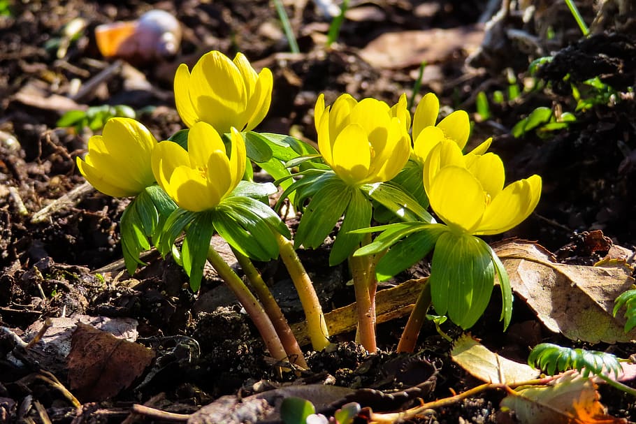nature, flowers, spring, blossom, bloom, winterling, plant HD wallpaper