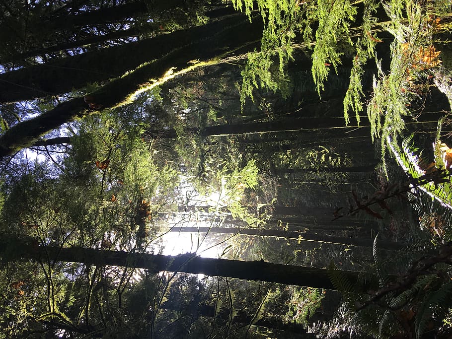 forest, trees, plant, water, nature, growth, reflection, tranquility HD wallpaper