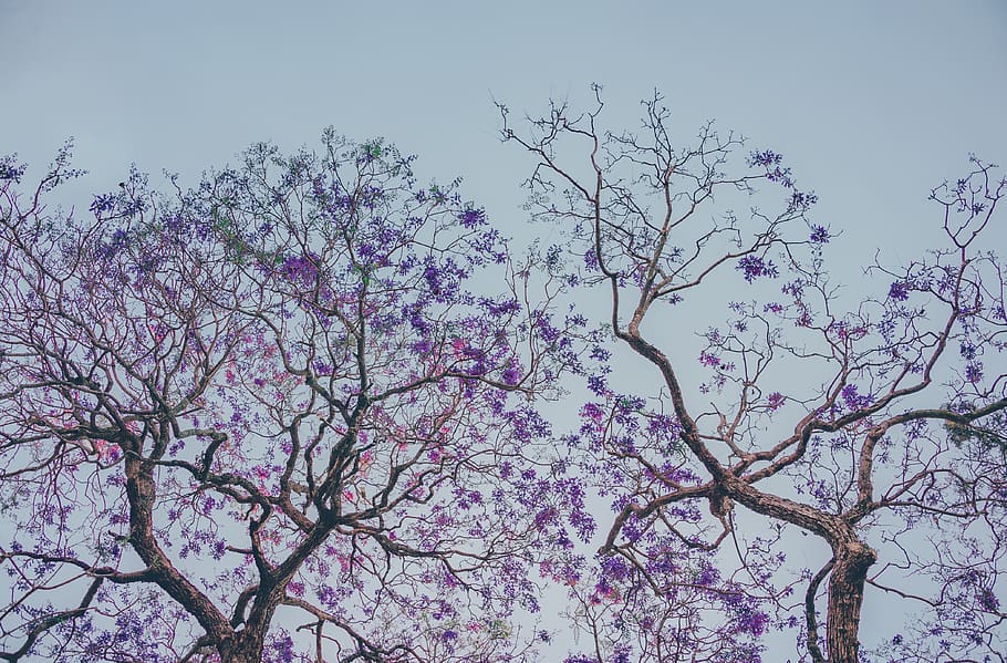 Two Purple Leaf Trees, branches, environment, growth, low angle shot HD wallpaper
