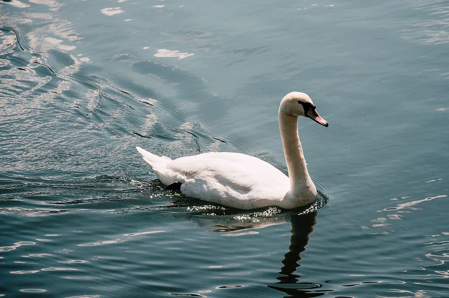 white swan on lake, bird, animal, hallstatt, water, swanlake, HD wallpaper