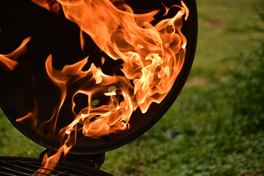 fire, flame, bonfire, plant, grass, food, beak, animal, bird HD wallpaper