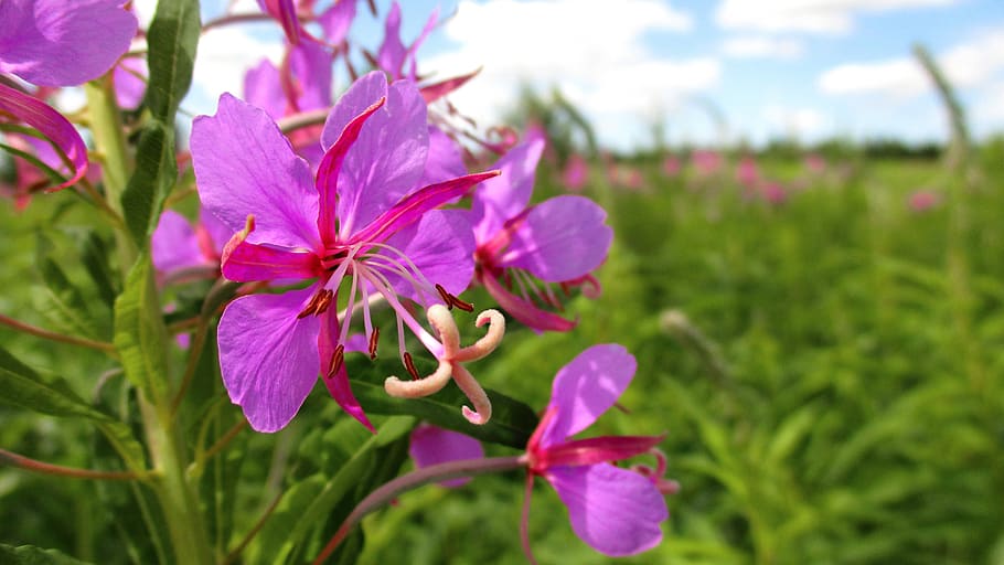 flower, ivan-tea, wild, pink, bright, russia, field, petals HD wallpaper
