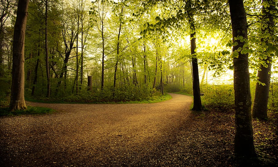 green trees, forest, plant, land, tranquility, beauty in nature HD wallpaper