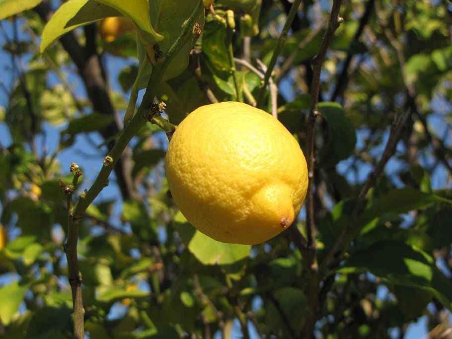 lemon, plant, tree, healthy eating, food, growth, fruit, food and drink HD wallpaper