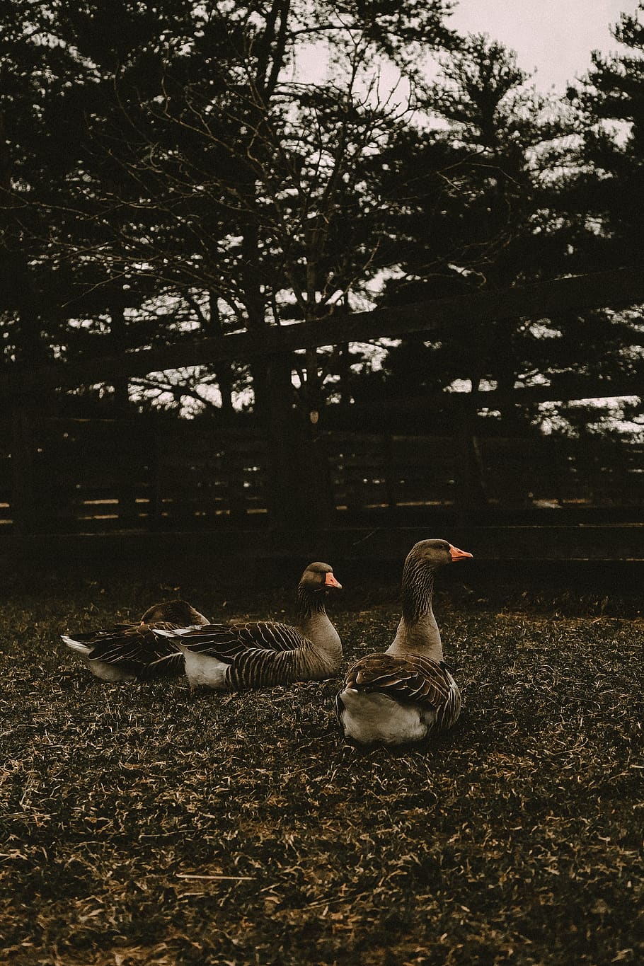 two ducks on grass field, animal, waterfowl, bird, mallard, nature HD wallpaper