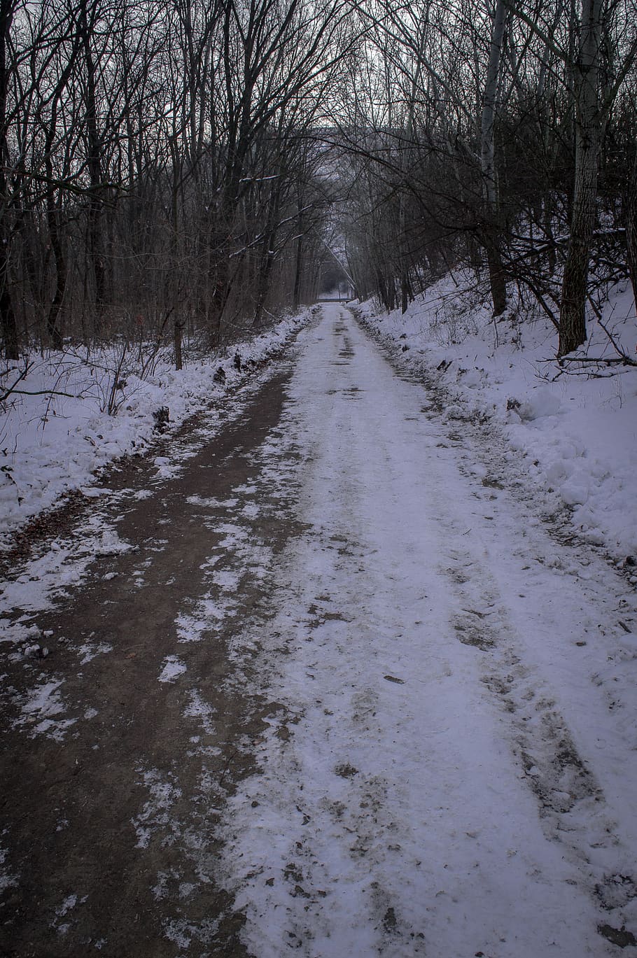 forest, hill, winter, tree, landscape, nature, outdoor, dark HD wallpaper