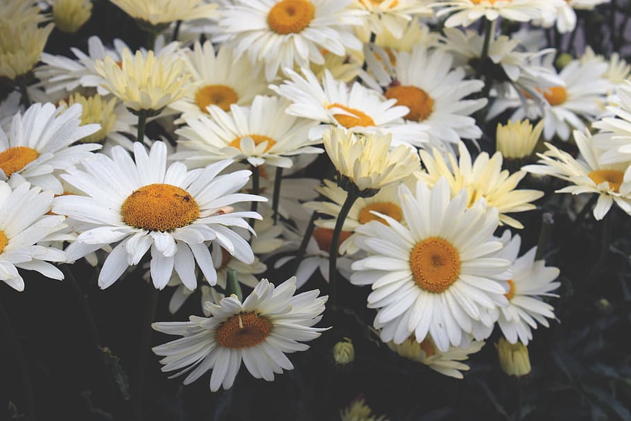 Yellow Daisies Closeup Photography at Daytime, beautiful, beautiful flowers, HD wallpaper