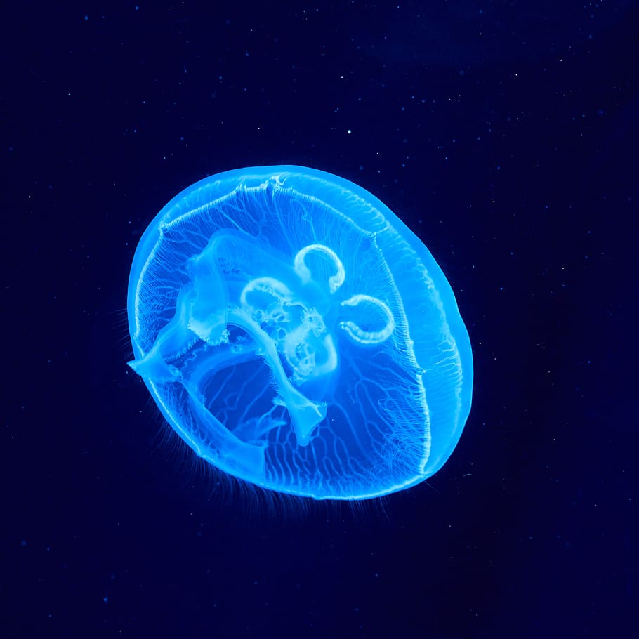 HD wallpaper: blue and white jellyfish, animal, sea life, invertebrate,  aquatic | Wallpaper Flare