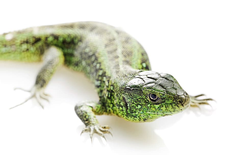 lizard, green, isolated, white, tail, striped, female, macro HD wallpaper