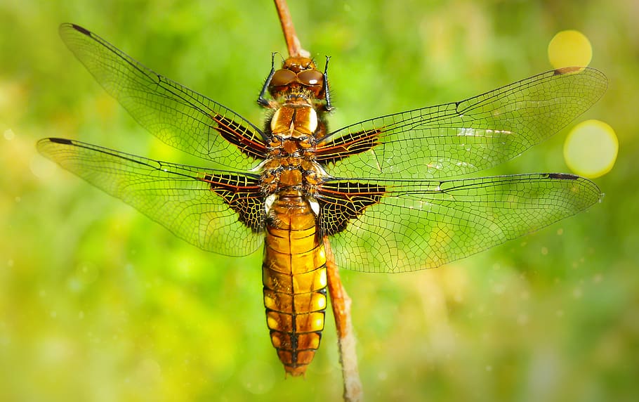 yellow dragonfly, invertebrate, animal wildlife, animal themes HD wallpaper
