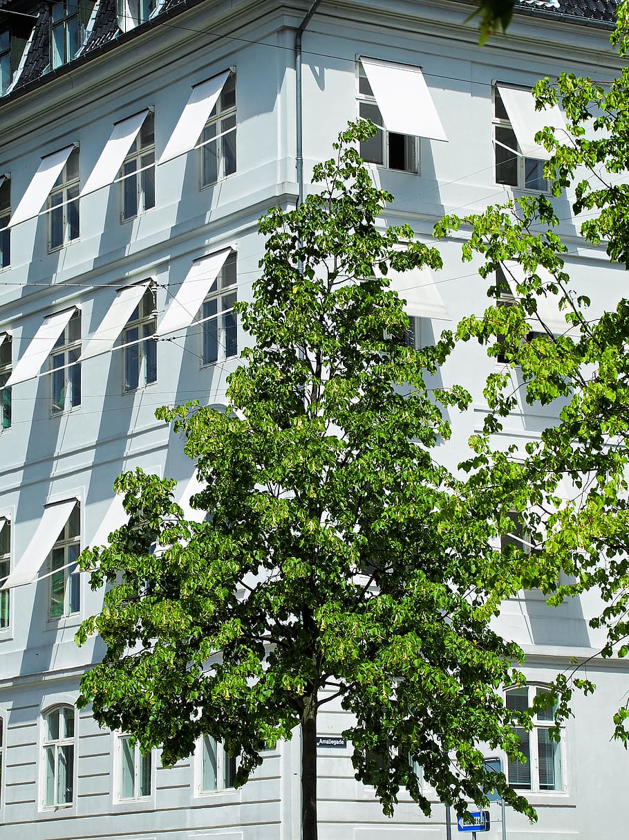 Green Leafed Tree in Front of White Building, architecture, city HD wallpaper