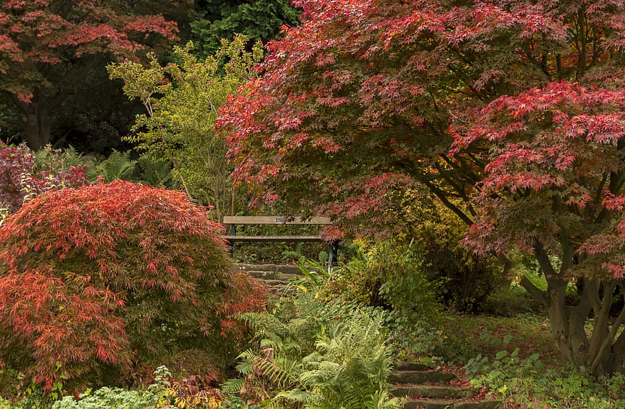 autumn, indian summer, trees, maple, red, nature, landscape HD wallpaper
