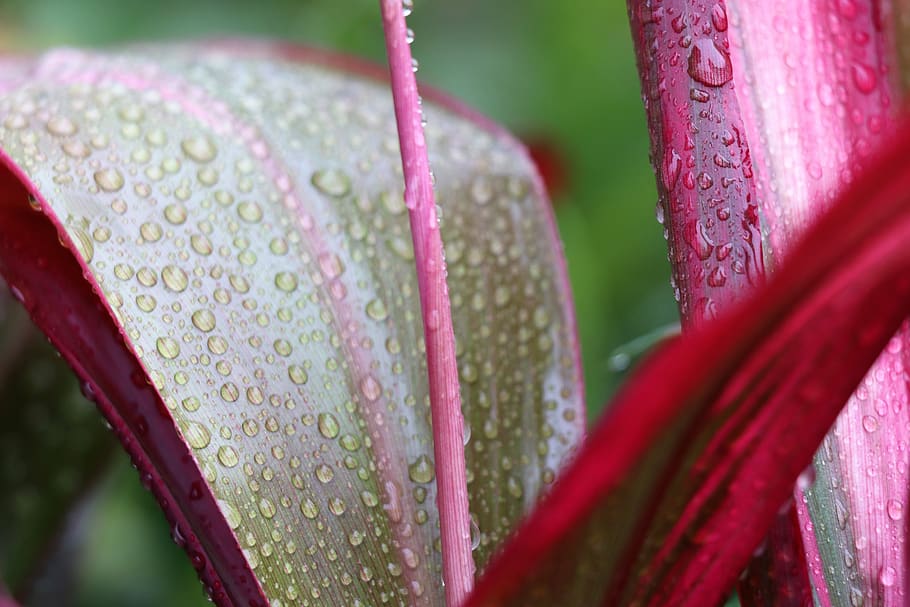 sheet, flower, drops, garden, nature, leaves, petal, pink, spring HD wallpaper