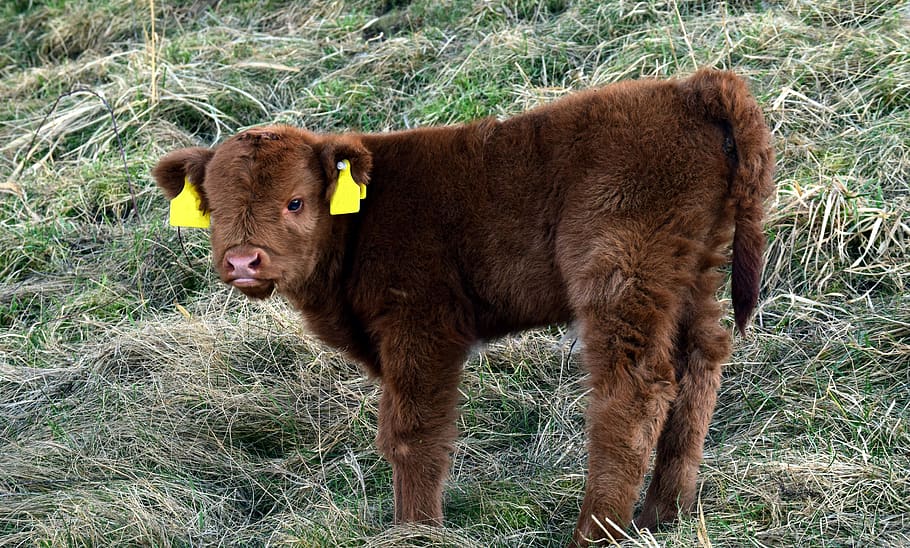 calf, galloway, beef, cow, fur, fluffy, small, young, innocent HD wallpaper