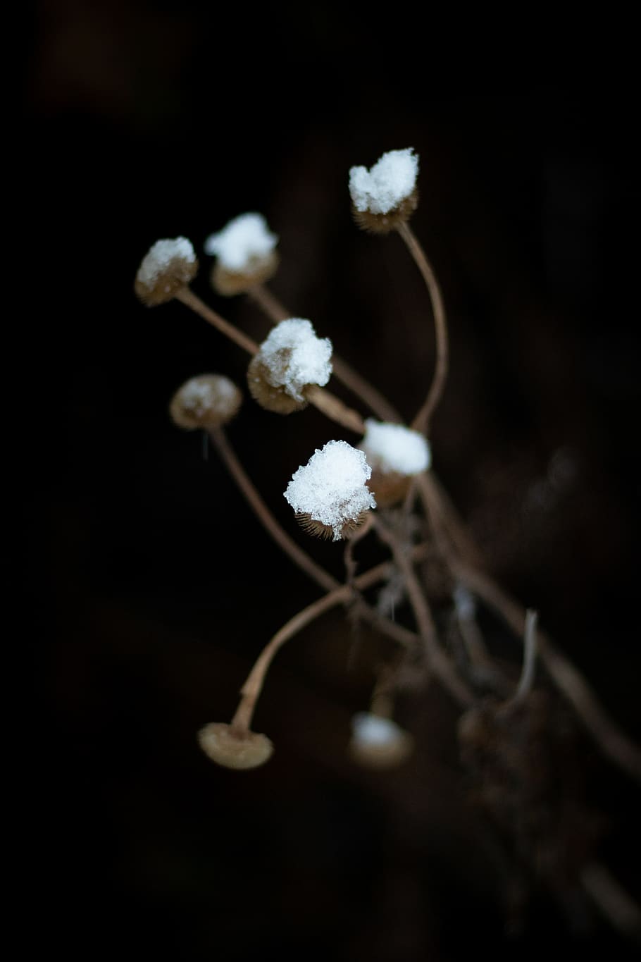 plant, dead, snow, winter, flower, white color, flowering plant, HD wallpaper