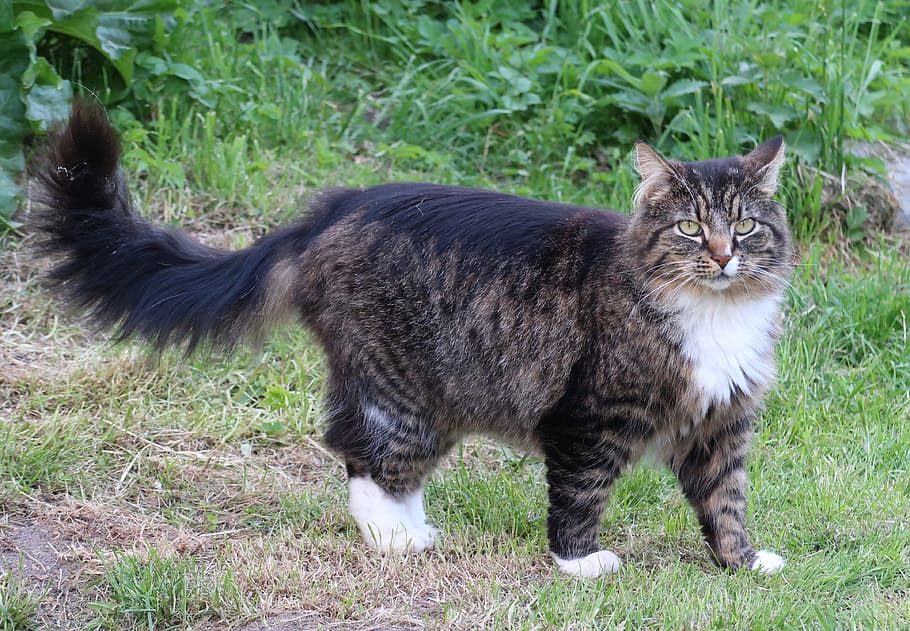 cat, norwegian forest cat, animal, pets, domestic, grass, animal themes