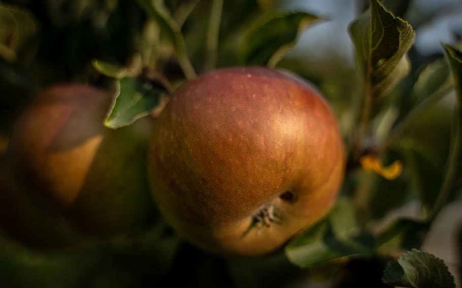 apple, apple tree, red apple, fruit, apfelernte, ripe, branch HD wallpaper