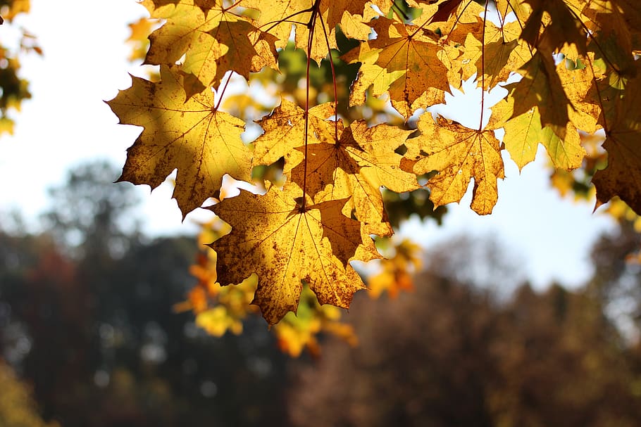 munich, westpark, tree, leaf, fall, autumn, leafs, change, plant part HD wallpaper