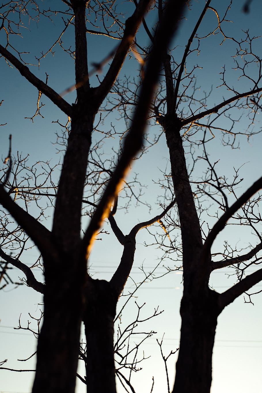 silhouette of tree during daytime, tree trunk, plant, daejeon