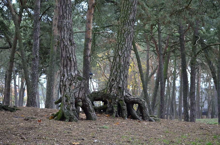 park, forest, pine wood, tree, plant, land, trunk, tree trunk HD wallpaper