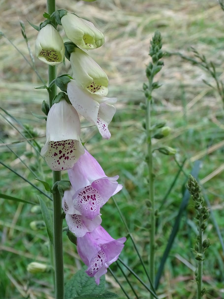 thimble, digitalis, giftplanze, digitalis lutea, plant, flowering plant HD wallpaper