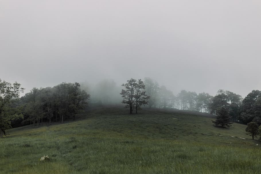 trees, forest, mountains, field, grass, green, fog, spring HD wallpaper