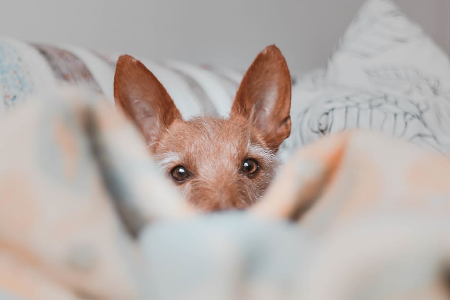 dog on bedspread, animal, mammal, animal themes, indoors, one animal HD wallpaper