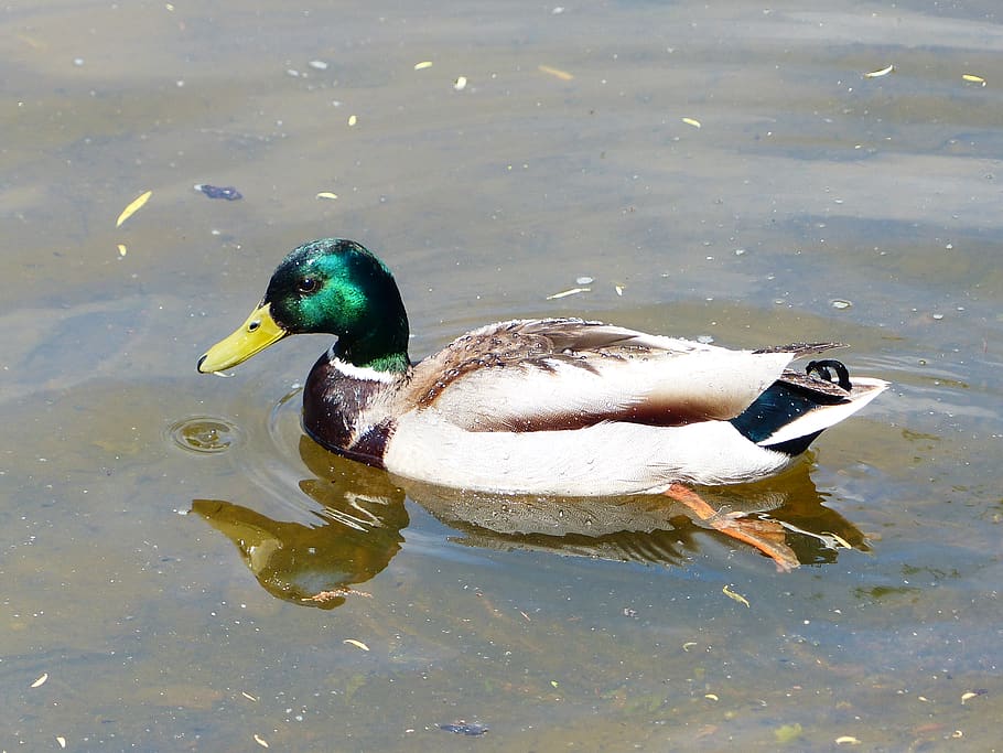 water, animal themes, lake, bird, vertebrate, animal wildlife HD wallpaper