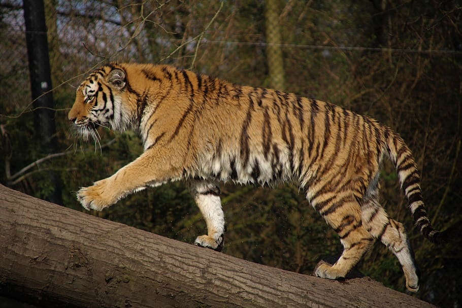 tiger, animal, wildlife, mammal, germany, hamburg, tierpark hagenbeck